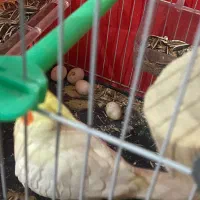 عروس هلندی لوتینو|پرنده|مشهد, تلگرد|دیوار