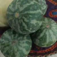 هندوانه ابوجهل با خاصیت درمانی فراوان