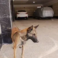 سگ بلژین مالینویز ماده|سگ|کرج, مهرویلا شمالی|دیوار