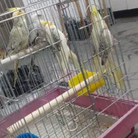 عروس هلندی|پرنده|بندر امام خمینی, |دیوار