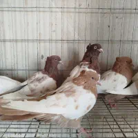 کبوتر سینه ای درجه یک|پرنده|اصفهان, ارغوانیه|دیوار