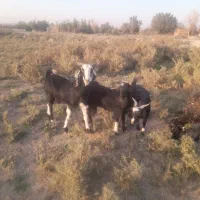 بزاصیل درشت دوقلو زا