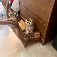 گربه اسکاتیش دبل فولد واگذاری