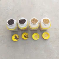 گندوم