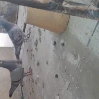کبوتر پلاکی