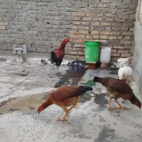 مرغ و خروس لاری|حیوانات مزرعه|بهارستان, |دیوار