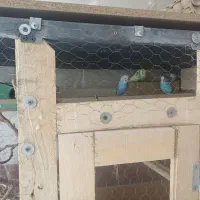 مرغ عشق باقفس فروش ومعاوظه با جوجه مرغ|پرنده|یزد, |دیوار