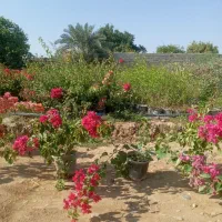 فروش نهال اکالیپتوس ومرکبات وریشه سیا وگل رز|خدمات باغبانی و درختکاری|ایزدخواست, |دیوار