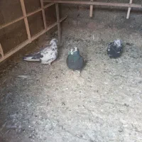 کبوتر،کفتر فروشی|پرنده|چهاردانگه (تهران), |دیوار