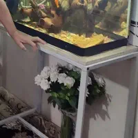 اکواریوم شیشه خم با چهار پایش