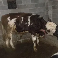 فروش گاو سمیتال