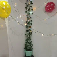 گل پتوس طبیعی|گل و گیاه طبیعی|صباشهر, |دیوار