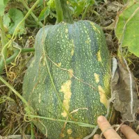 کدو دامی.*ارسال با نیسان.خوراک گاو.صومعه سرا|خوردنی و آشامیدنی|رشت, یخسازی|دیوار