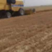 کاه گندم درجه یک