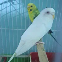 فروش یک عددمرغ عشق