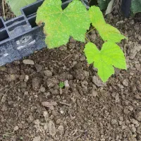 خا ک کشاورزی