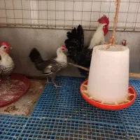 جوجه مرغ براکل