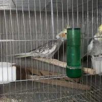 جفت راهب لوتینو جوان حلقه پا چهل وپنج میلیون|پرنده|لاهیجان, گلستان|دیوار