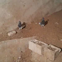کفتر
