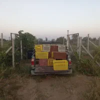 باغ انگوری سند تک با سهم آب چسب شهر|فروش زمین و ملک کلنگی|کرج, چهارصد دستگاه|دیوار