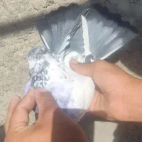 کفتر پرشی و قیمت مناسب|پرنده|اردکان, |دیوار