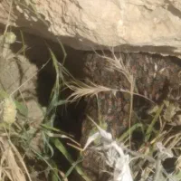 استخاره و دعا