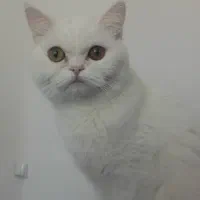 واگذاری گربه اسکاتیش پرشین