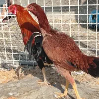 مرغ وخروس لاری