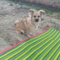 سگ پامریین خرسی