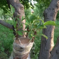 هرس اصولی|خدمات باغبانی و درختکاری|لنجان, |دیوار