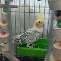 عروس هلندی|پرنده|قم, چهل درخت‎|دیوار