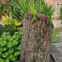 یوکا تنه ، بن سای ۲ و ۳ متری، شمشاد ۲ و ۳ متری