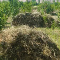 علف باغچه بالای 300 کیلو