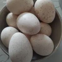 تخم بوقلمون