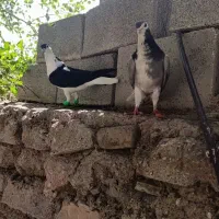 رنگی|پرنده|مسجد سلیمان, |دیوار