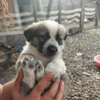 شیتزو تریر|سگ|سنگر, |دیوار