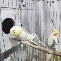 عروس هلندی دوکت با قفس