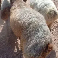 ۴ راس میش چاق کشتاری