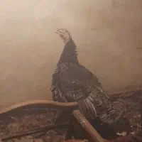 بوقلمون نروماده|حیوانات مزرعه|ملایر, |دیوار