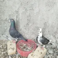 جفت پلاکی