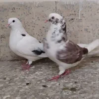 یک جفت کبوتر تهرانی|پرنده|اصفهان, سرچشمه|دیوار