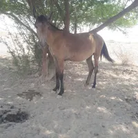 فروش کره اسب