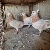 کبوتر زرد و سرخ|پرنده|اصفهان, منتظرالمهدی|دیوار