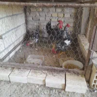 فروش مرغ رسمی و خروس گلین|حیوانات مزرعه|یزد, |دیوار