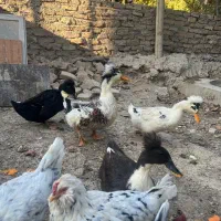 اردک کاکلی بالی|حیوانات مزرعه|وحیدیه, |دیوار