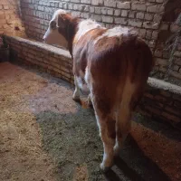 گوساله سمینتال ماده