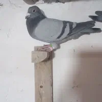 نر وماده پلاکی درجه یک|پرنده|سوسنگرد, |دیوار