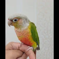 طوطی گرینچیک|پرنده|تهران, مسعودیه|دیوار