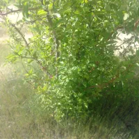 زمین کشاورزی