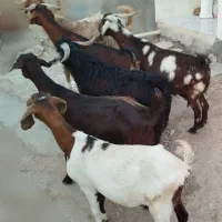 ۵عدد بز و یک بزغاله